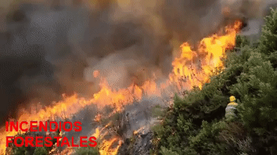Resultado de imagen para incendio de bosque gif
