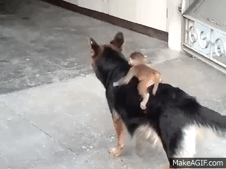 Monkey rides on dogs back on Make a GIF