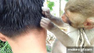 Monkey picking lice from human hair, very cute on Make a GIF