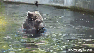 excited bear gif
