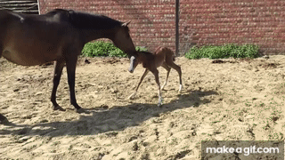 newborn horse walking
