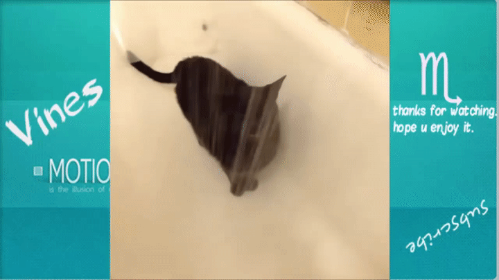 TRY NOT TO LAUGH-Funny Animals Fails Compilation 2016 (Part 5) on Make a GIF TRY NOT TO LAUGH-Funny Animals Fails Compilation 2016 (Part 5) on Make a GIF