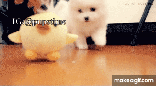 Cute Dog on Make a GIF