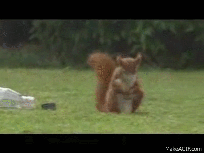 funny squirrels gifs