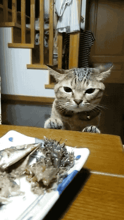 Cat wants human food… maybe not.(via... on Make a GIF