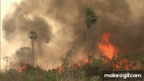 Abc S Nightline Amazon Rainforest On Fire On Make A Gif