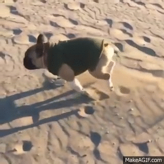 Featured image of post Dog Running Slow Motion Gif Ever seen a dog jump into water in slow mo