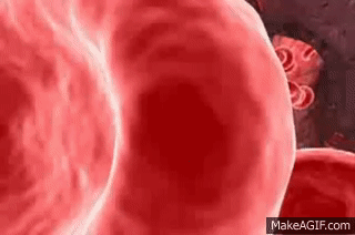 Red Blood Cell Animation on Make a GIF