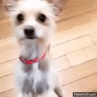 cute dancing dog