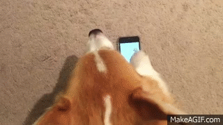 6Rf7DK.gif