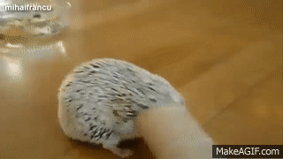 Cute And Funny Hedgehog Videos Compilation 2014 [NEW] on Make a GIF