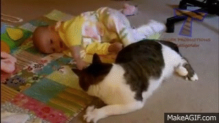 Cat And Baby GIFs