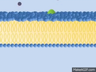 The Fluid Mosaic Model - Phospholipid Bilayer on Make a GIF