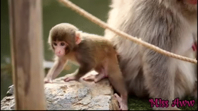 Baby Monkey Playing With Rope Cute Video On Make A Gif
