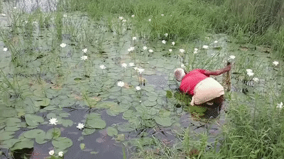 Nymphaea Lotus Kukabeli Plant White Lotus Plant How To Plant Nymphaea Lotus Tiger Lotus On Make A Gif