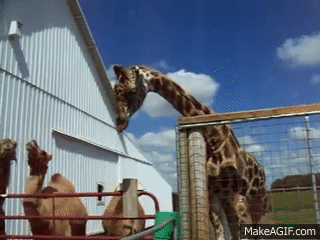 Funny Giraffe on Make a GIF