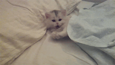 Cutest Cats — follow cutest-cats for more adorable gifs